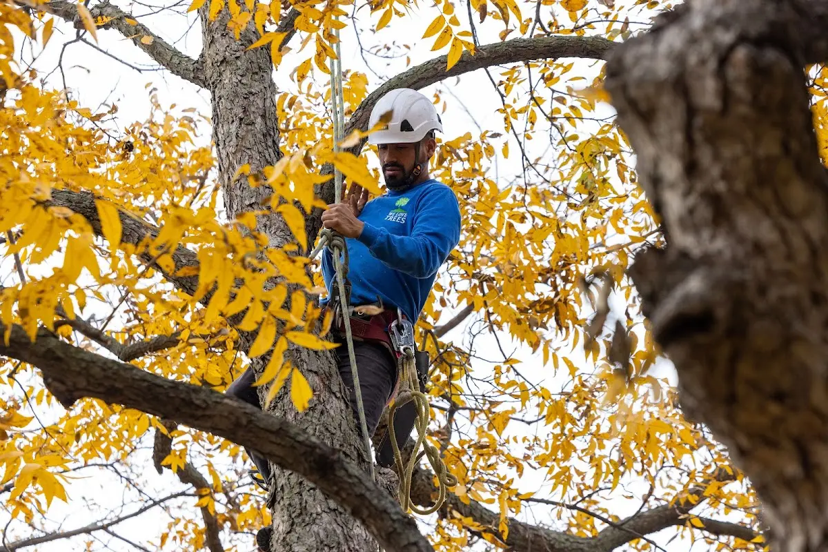 Skilled Storm Damage Cleanup crew working in Bryant