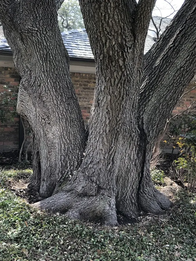 Mature heritage tree close to a Bryant property cared for by certified arborists