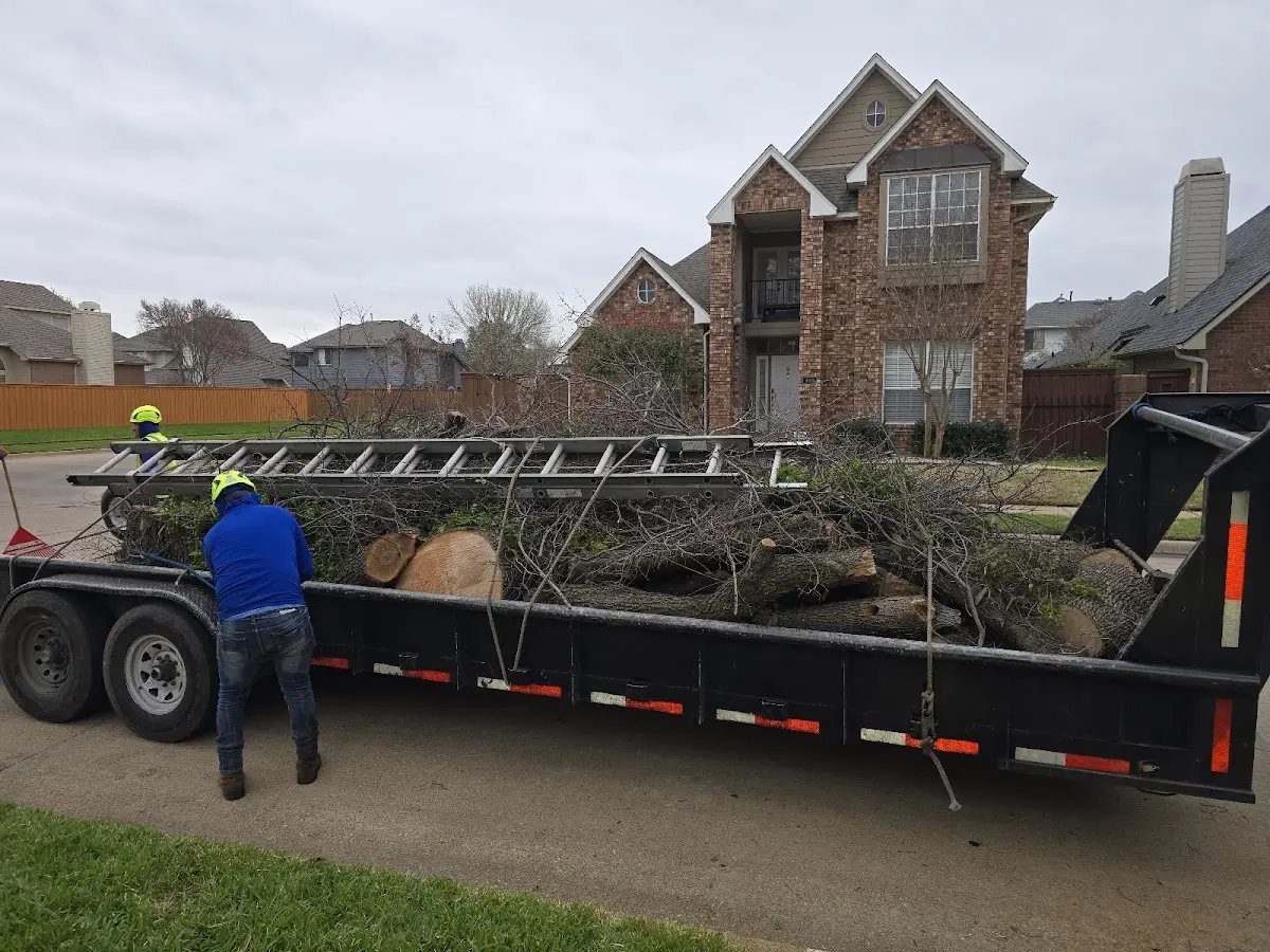 Expert Tree Removal with proper safety equipment in Bryant
